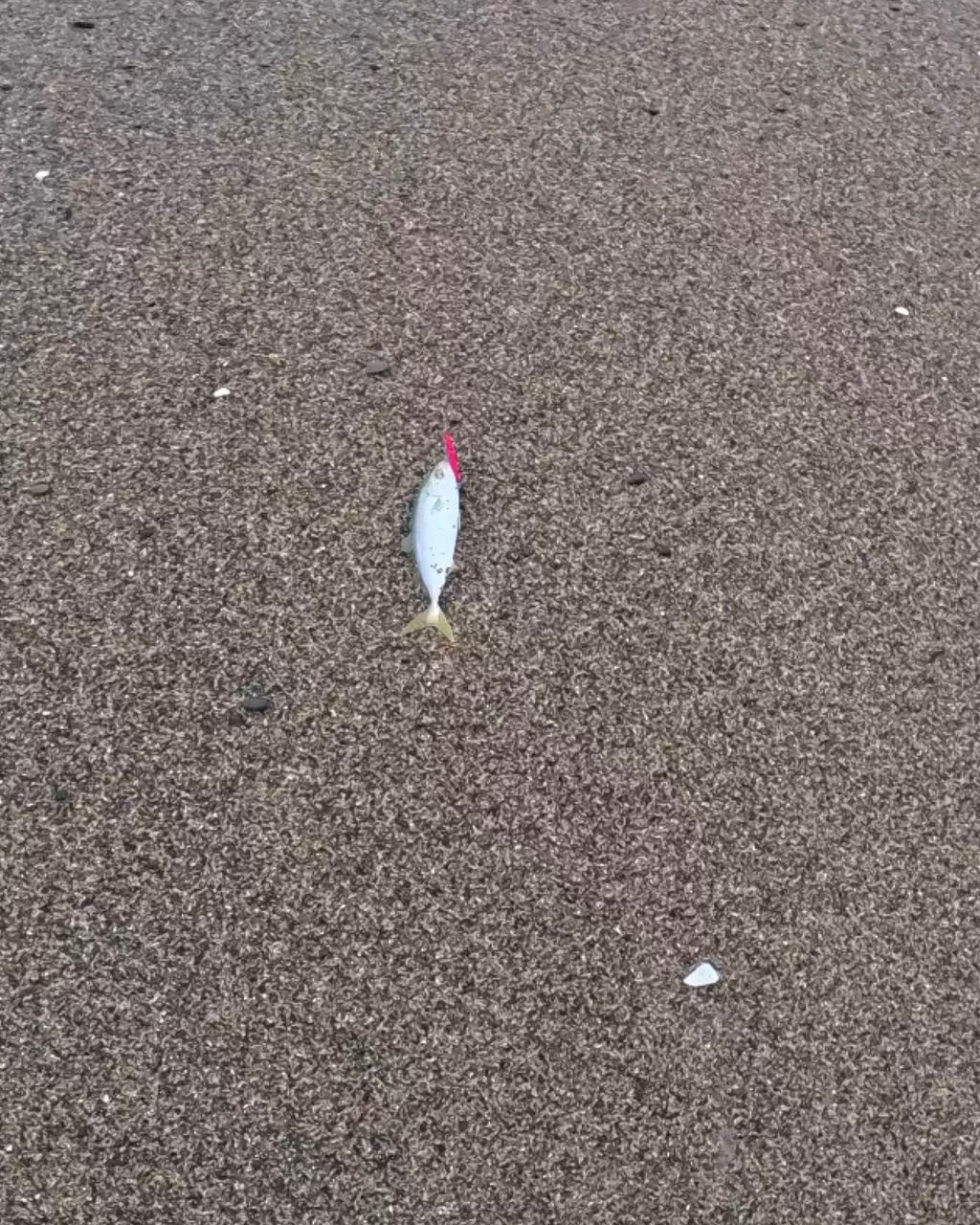 ショゴ