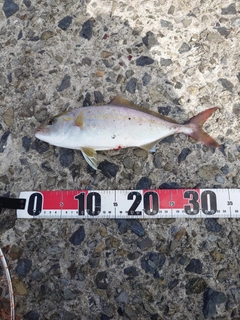 ネリゴの釣果