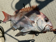 マダイの釣果