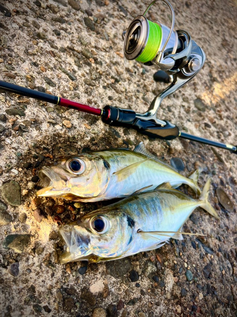 【バットのみ】DAIWA　月下美人AIR 68L-T-W DAIWA（釣り） 月下美人 AJING 68L-S アジングロッド - 最安値