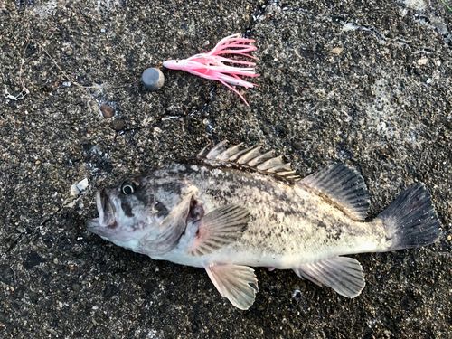 クロソイの釣果