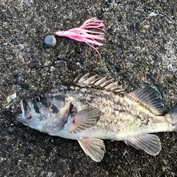 クロソイ