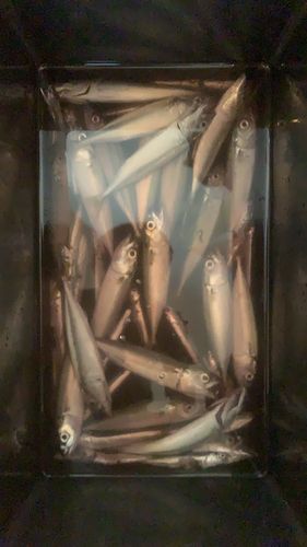 マサバの釣果