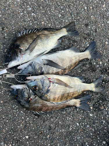 クロダイの釣果