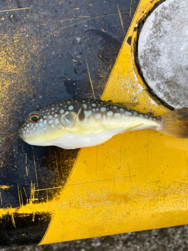 クサフグの釣果