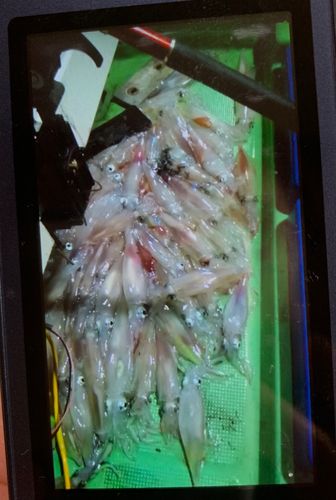 ケンサキイカの釣果