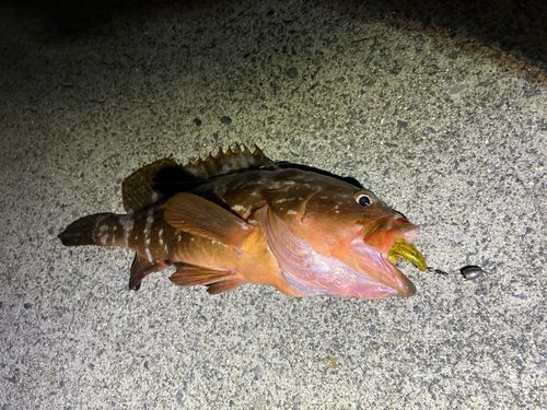 アコウ