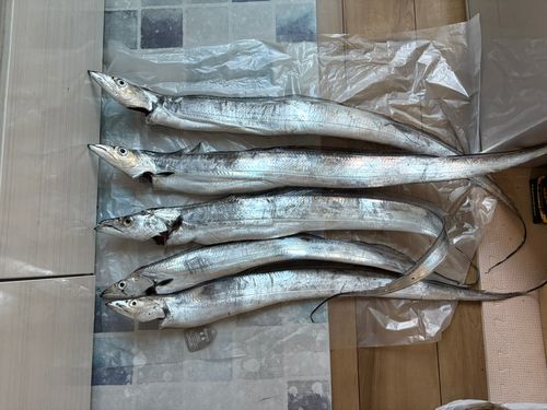 タチウオの釣果