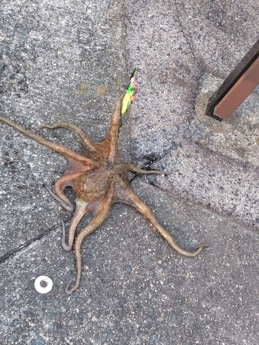 タコの釣果