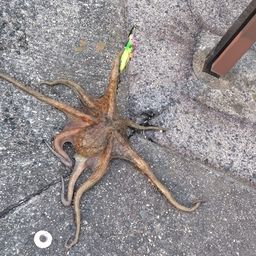 タコ