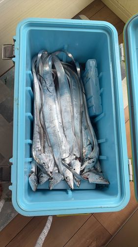 タチウオの釣果