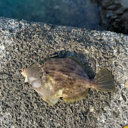 ウマヅラハギ