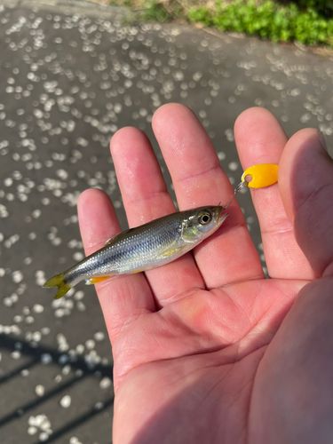 カワムツの釣果