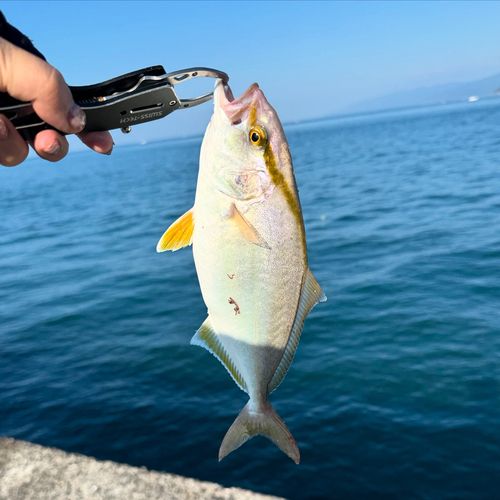 シオの釣果