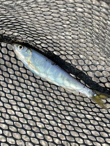 オイカワの釣果