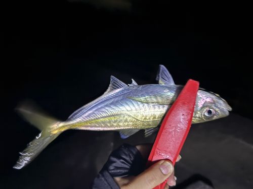 マアジの釣果