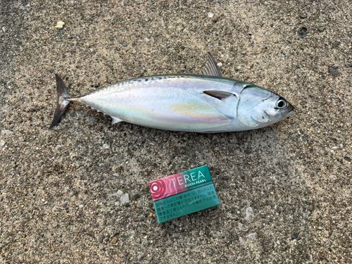 マルソウダの釣果