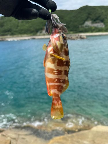 アカハタの釣果