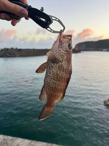 オオモンハタの釣果