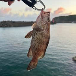 オオモンハタ