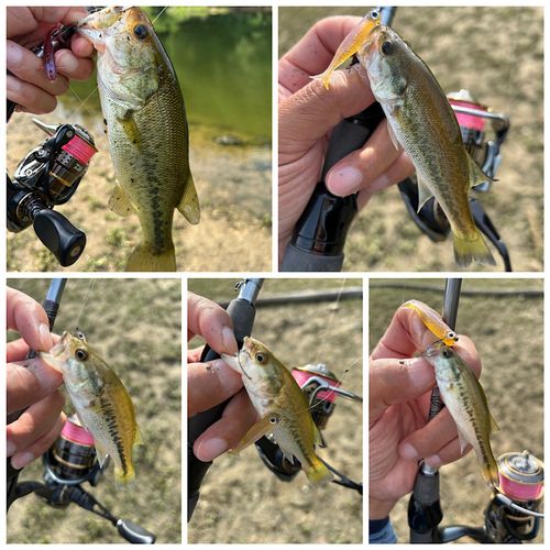 ブラックバスの釣果