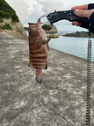 マハタの釣果