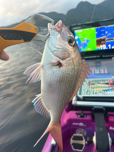 マルアジの釣果