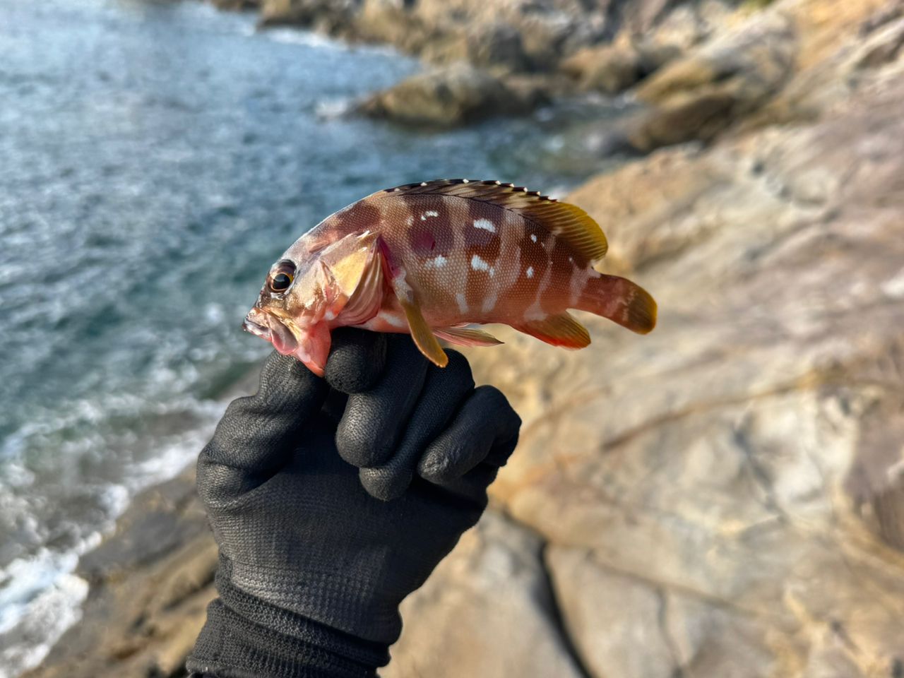 アカハタ