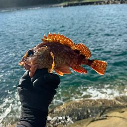 カサゴ