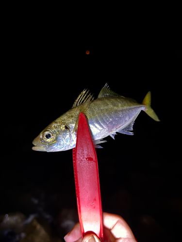 マアジの釣果