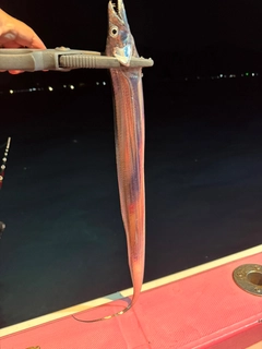 タチウオの釣果
