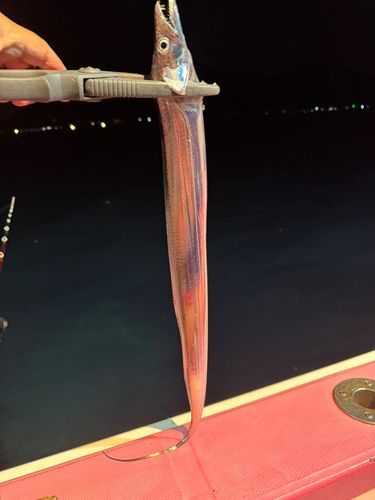 タチウオの釣果