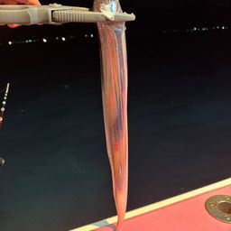 タチウオ