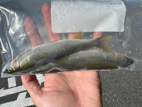アユの釣果