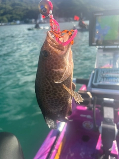 オオモンハタの釣果