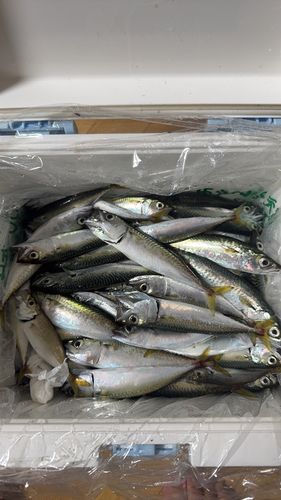 サバの釣果