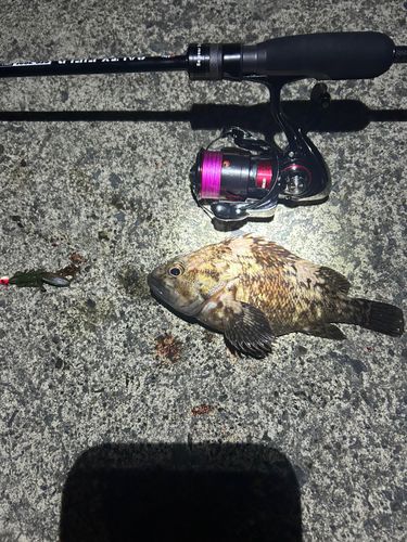 ムラソイの釣果