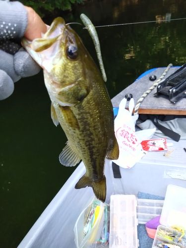 ラージマウスバスの釣果