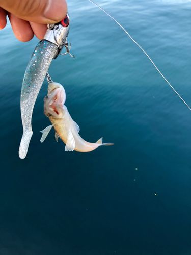 エソの釣果
