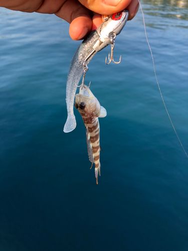 イトヒキハゼの釣果