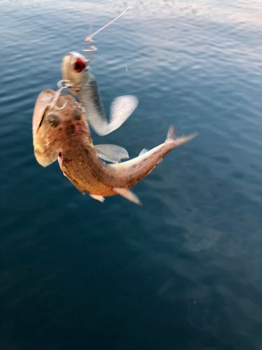 エソの釣果