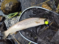 アメマスの釣果