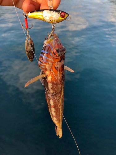 トラギスの釣果