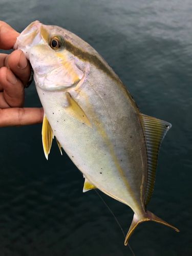 ネリゴの釣果