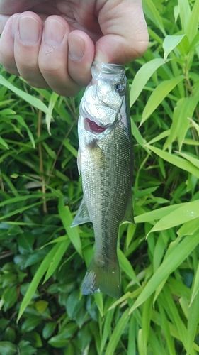 ラージマウスバスの釣果