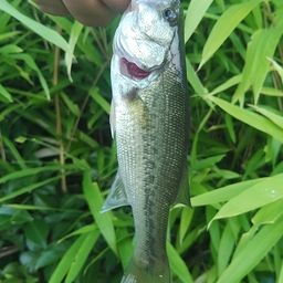 ラージマウスバス