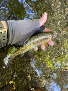ヤマメの釣果