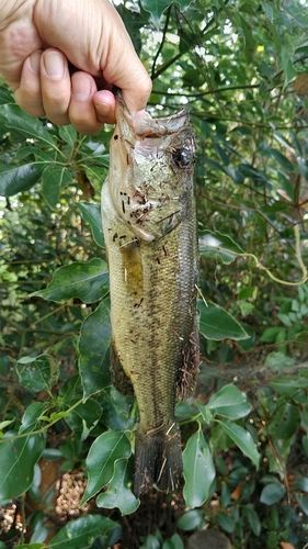 ラージマウスバスの釣果