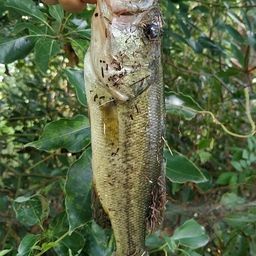 ラージマウスバス