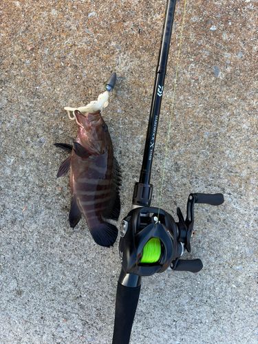 ヤミハタの釣果